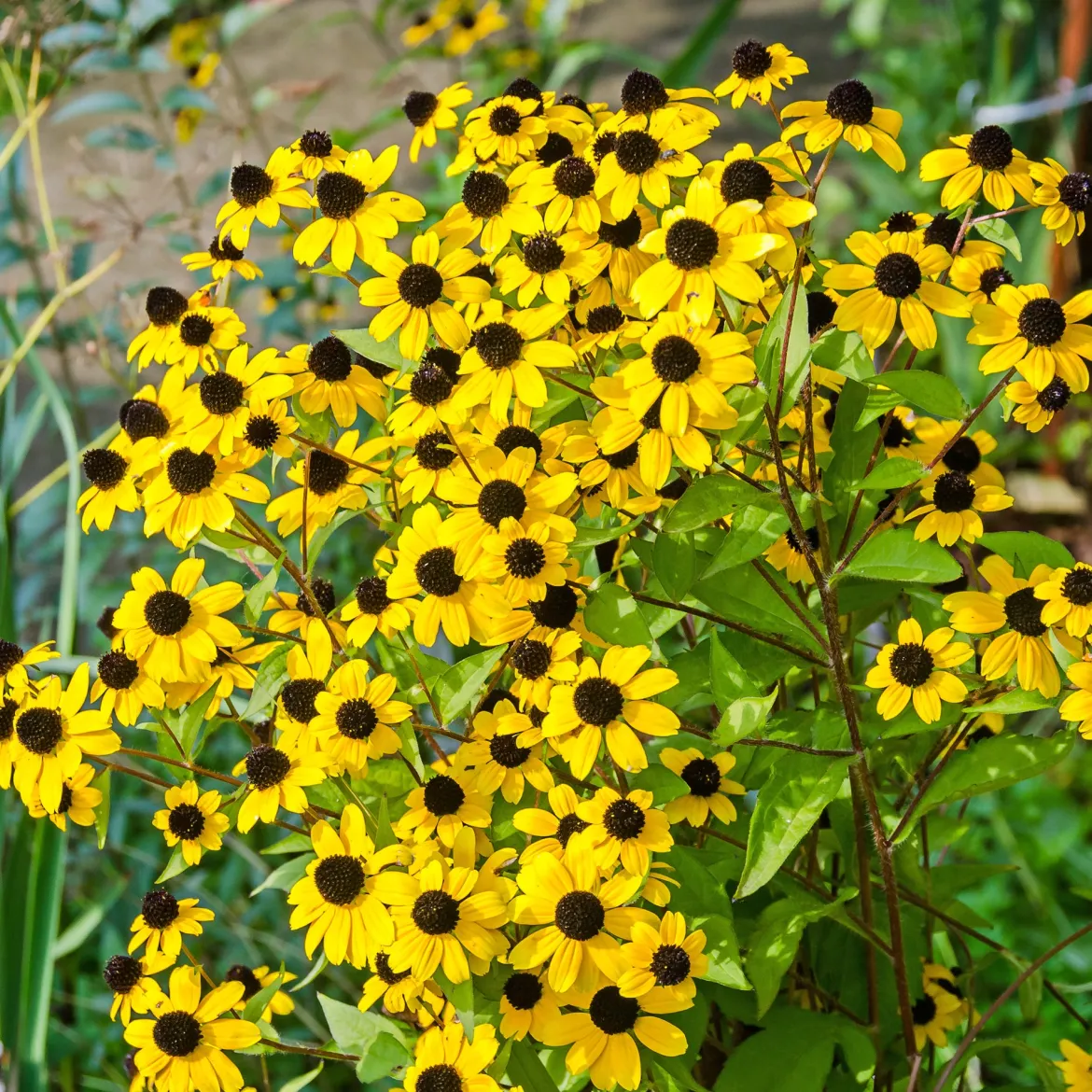 Rudbeckia trilobée - Une pluie de fleurs jaunes