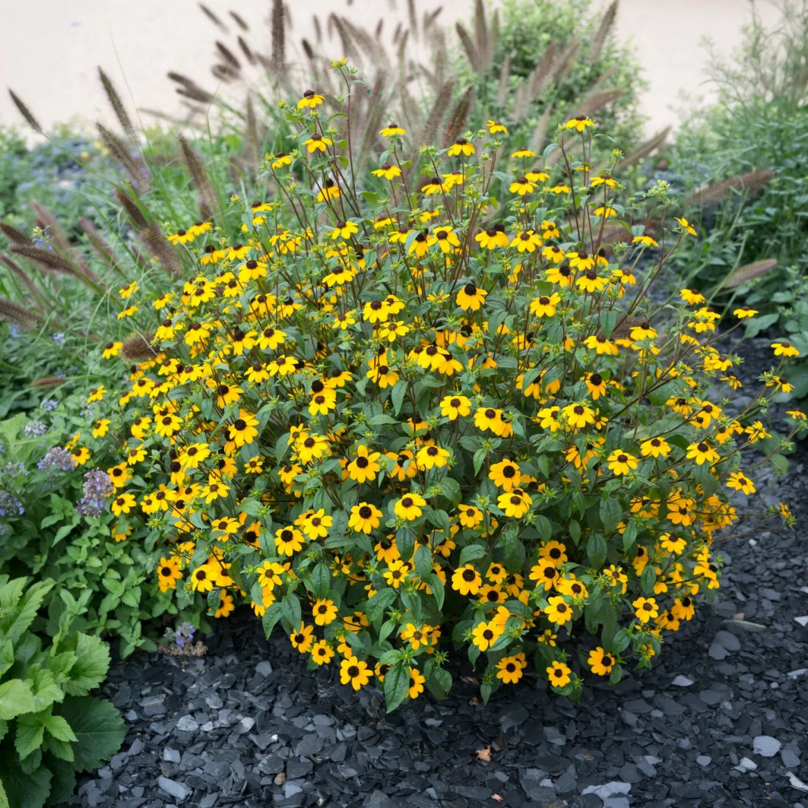 Rudbeckia trilobée - Une pluie de fleurs jaunes