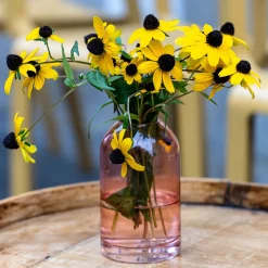 Rudbeckia trilobée - Une pluie de fleurs jaunes