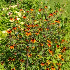 Rudbeckie trilobée Prairie Glow - Un feu d'artifice orange tout l'été