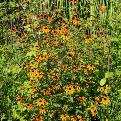 Rudbeckie trilobée Prairie Glow - Un feu d'artifice orange tout l'été