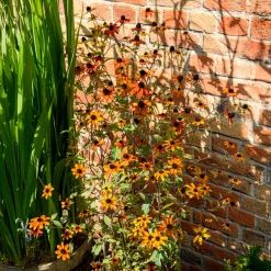 Rudbeckie trilobée Prairie Glow - Un feu d'artifice orange tout l'été