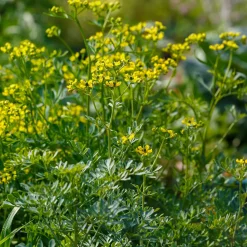 Rue des Jardins - Le répulsif naturel du jardin