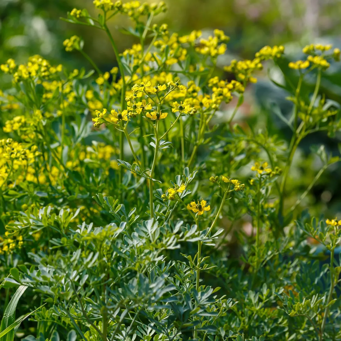 Rue des Jardins - Le répulsif naturel du jardin
