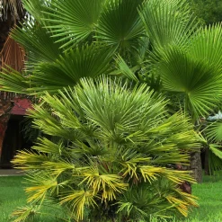 Sabal nain - Palmer nain à feuilles éventail - Le palmier qui brave le froid