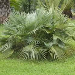 Sabal nain - Palmer nain à feuilles éventail - Le palmier qui brave le froid