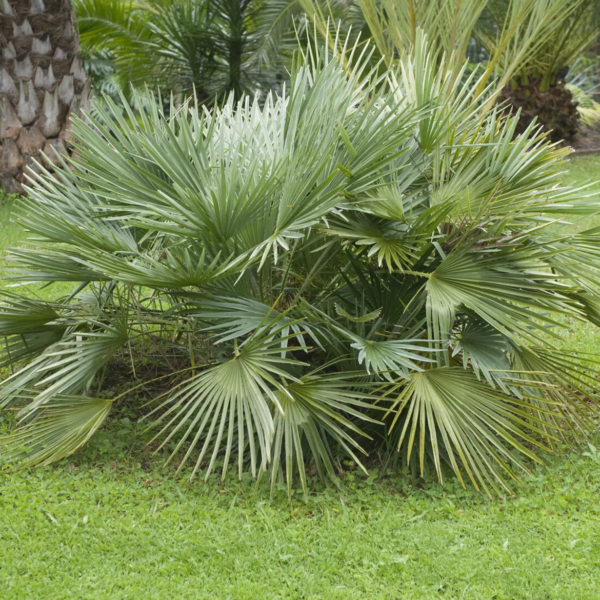 Sabal nain - Palmer nain à feuilles éventail - Le palmier qui brave le froid