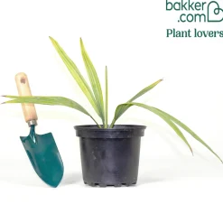 Sabal nain - Palmer nain à feuilles éventail - Le palmier qui brave le froid