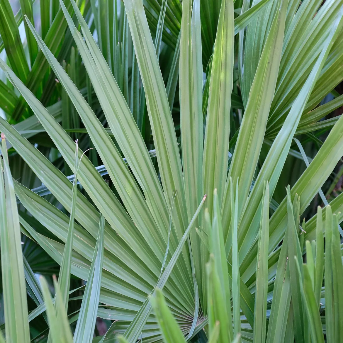 Sabal nain - Palmer nain à feuilles éventail - Le palmier qui brave le froid