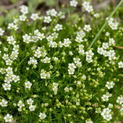 Sagine subulée - Un tapis vert dense en un rien de temps