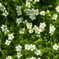 Sagine subulée - Un tapis vert dense en un rien de temps