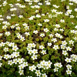 Sagine subulée - Un tapis vert dense en un rien de temps