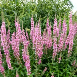 Salicaire commune Blush - Des berges roses tout l'été