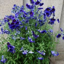 Salpiglossis Kew Blue - Un bleu velours au jardin