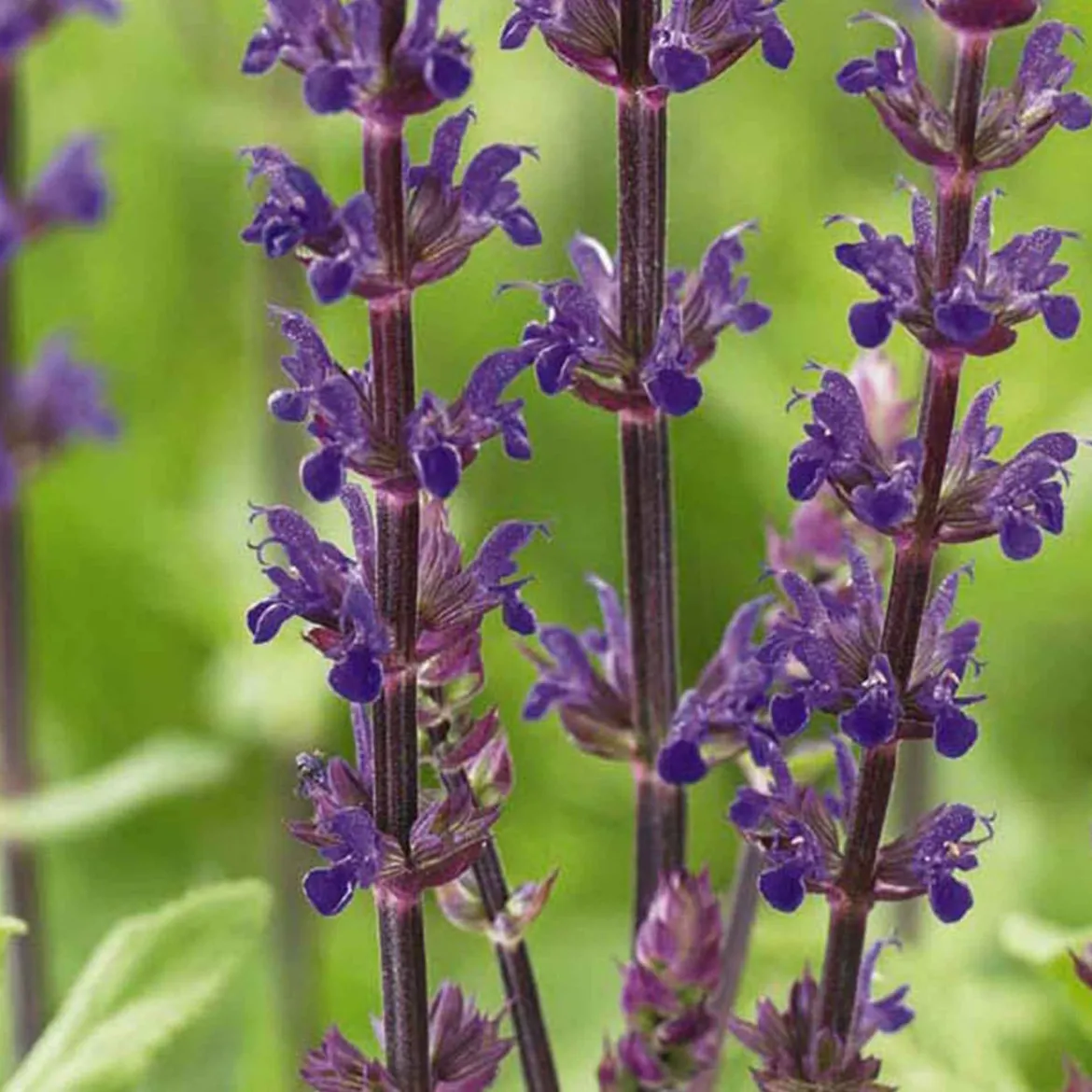 Salvia Bleu 'Caradonna' - Des épis violets tout l'été