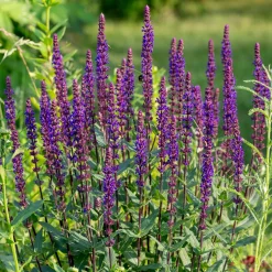 Salvia Bleu 'Caradonna' - Des épis violets tout l'été