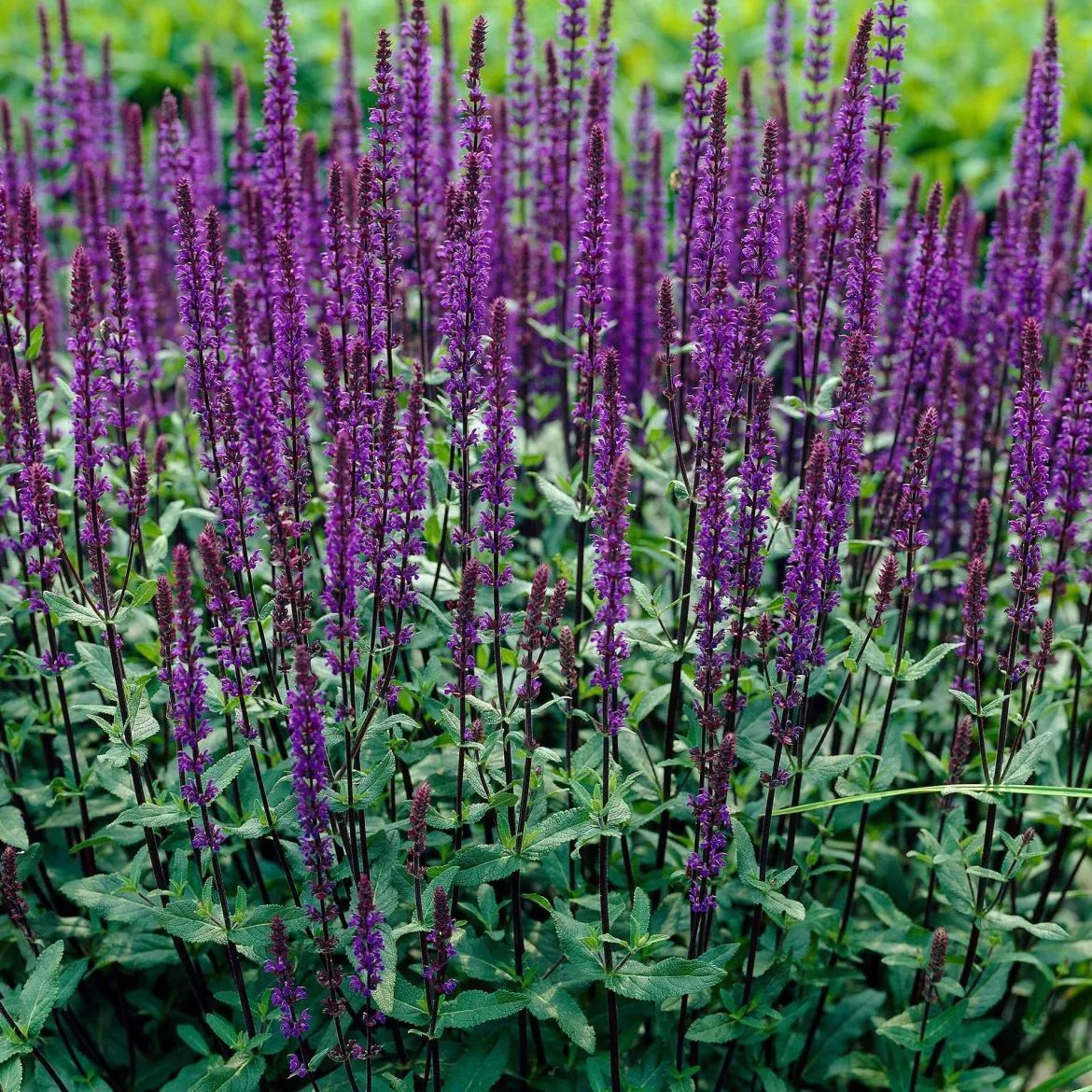 Salvia Bleu 'Caradonna' - Des épis violets tout l'été