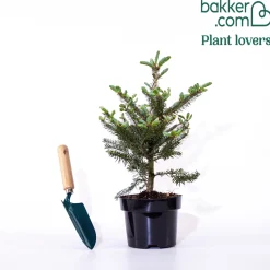Sapin de Corée - Des cônes bleus dès 3 ans