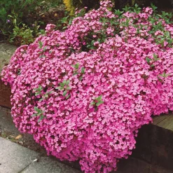 5 Saponaires ocymoides - Un tapis de fleurs roses