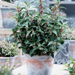 Sarcococca Winter Gem - Le parfum en plein hiver