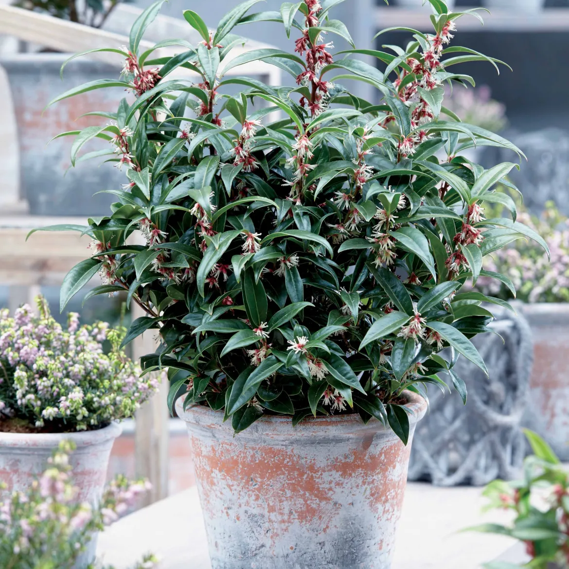 Sarcococca Winter Gem - Le parfum en plein hiver