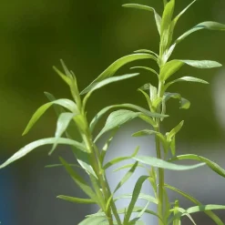Sarriette annuelle - Le goût du poivre au jardin