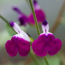 Sauge Amethyst Lips - Fleurs bicolores tout l'été