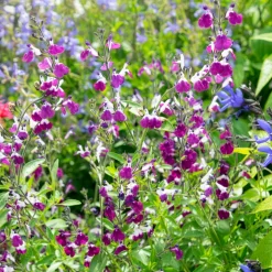 Sauge Amethyst Lips - Fleurs bicolores tout l'été