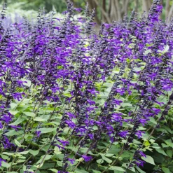 Sauge Amistad - Fleurs violettes tout l'été
