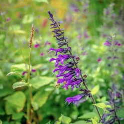 Sauge Amistad - Fleurs violettes tout l'été