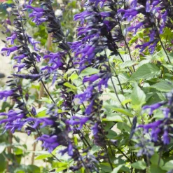 Sauge Amistad - Fleurs violettes tout l'été