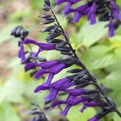 Sauge Amistad - Fleurs violettes tout l'été