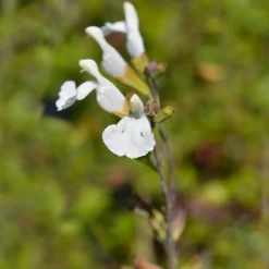 Sauge arbustive Gletsjer - Fleurs blanches tout l'été