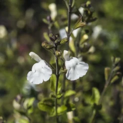Sauge arbustive Gletsjer - Fleurs blanches tout l'été