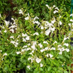 Sauge arbustive Gletsjer - Fleurs blanches tout l'été