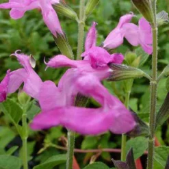 Sauge arbustive Pink Beauty - Fleurit tout l'été sans effort