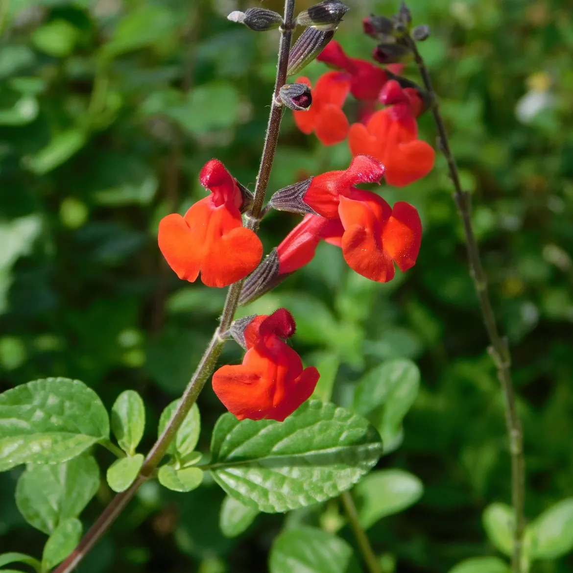 Sauge arbustive Royal Bumble - Du rouge tout l'été