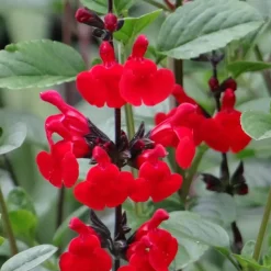 Sauge arbustive Royal Bumble - Du rouge tout l'été