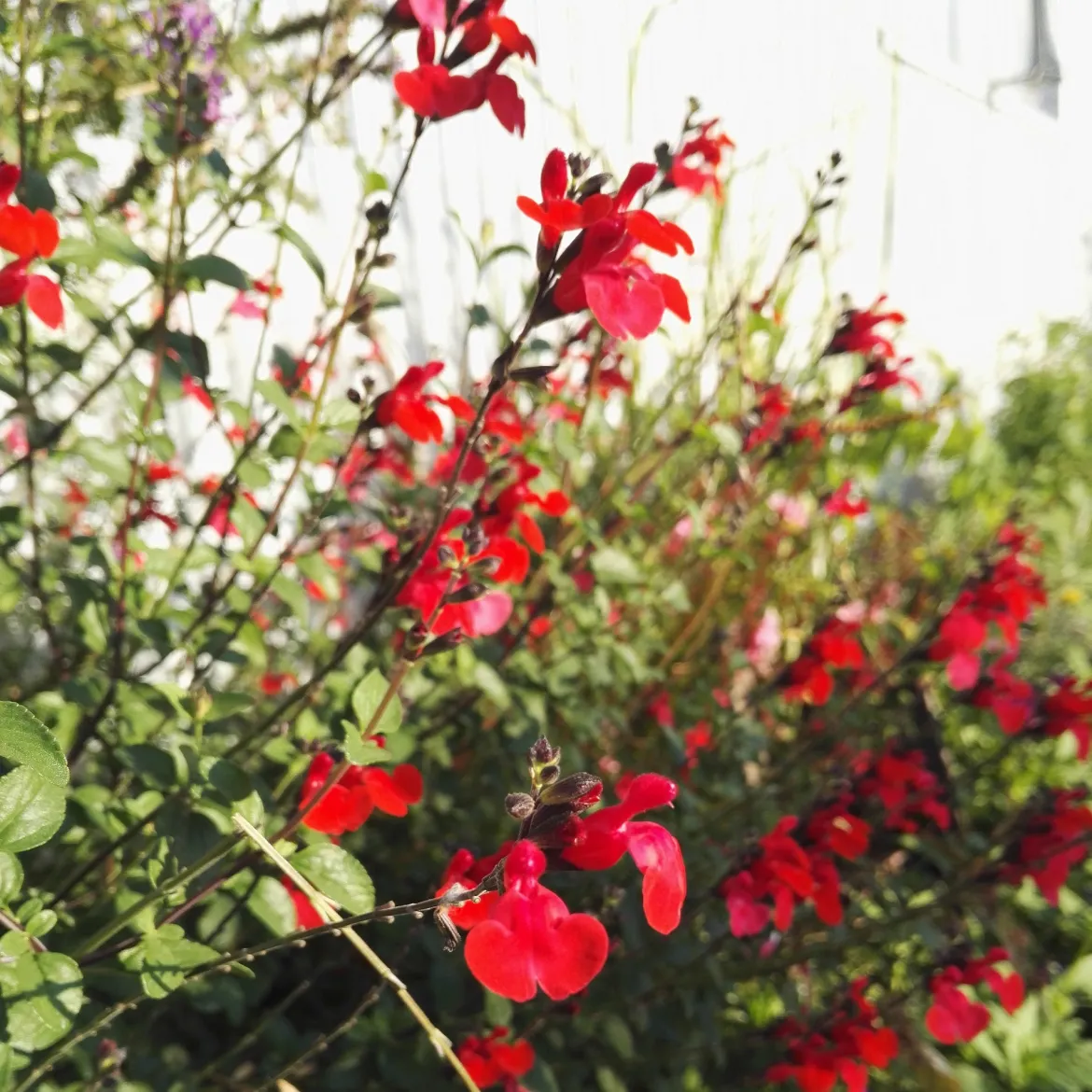 Sauge arbustive Royal Bumble - Du rouge tout l'été