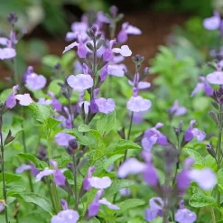 Sauge arbustive So Cool Pale Blue - Fleurs bleues tout l'été