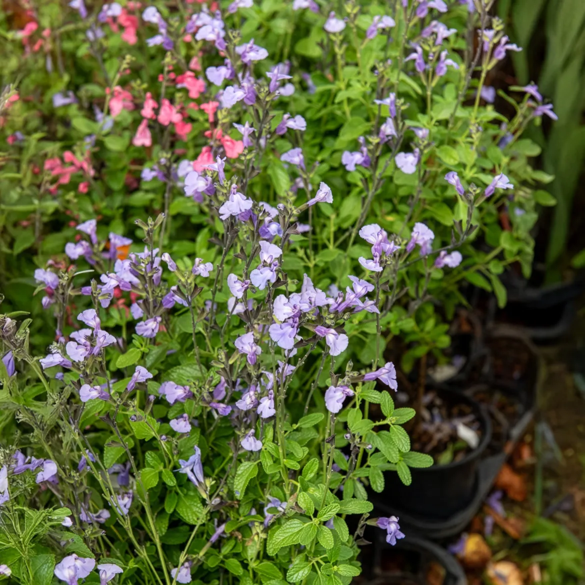 Sauge arbustive So Cool Pale Blue - Fleurs bleues tout l'été