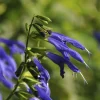 Sauge Blue Enigma - Le bleu qui attire les abeilles