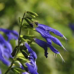 Sauge Blue Enigma - Le bleu qui attire les abeilles