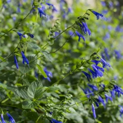 Sauge Blue Enigma - Le bleu qui attire les abeilles