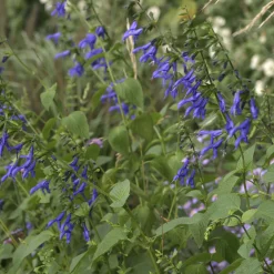 Sauge Blue Enigma - Le bleu qui attire les abeilles