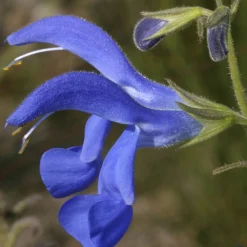 Sauge Blue Enigma - Le bleu qui attire les abeilles