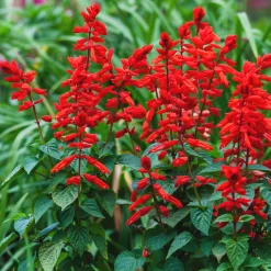 Sauge éclatante Feu de St Jean - Rouge éclatant tout l'été