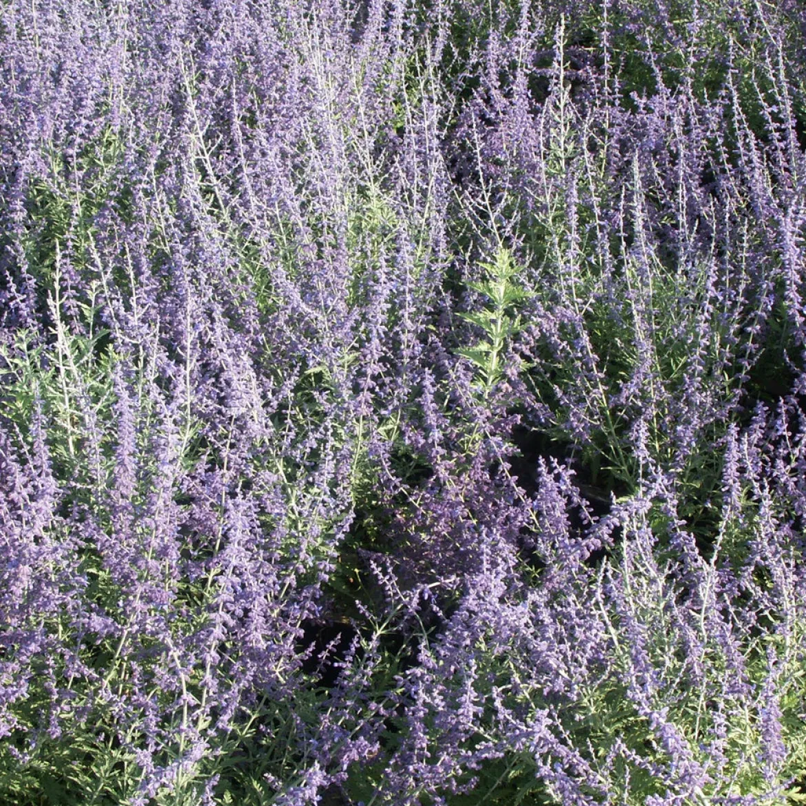 Sauge d'Afghanistan 'Blue Spire' - Un nuage bleu tout l'été