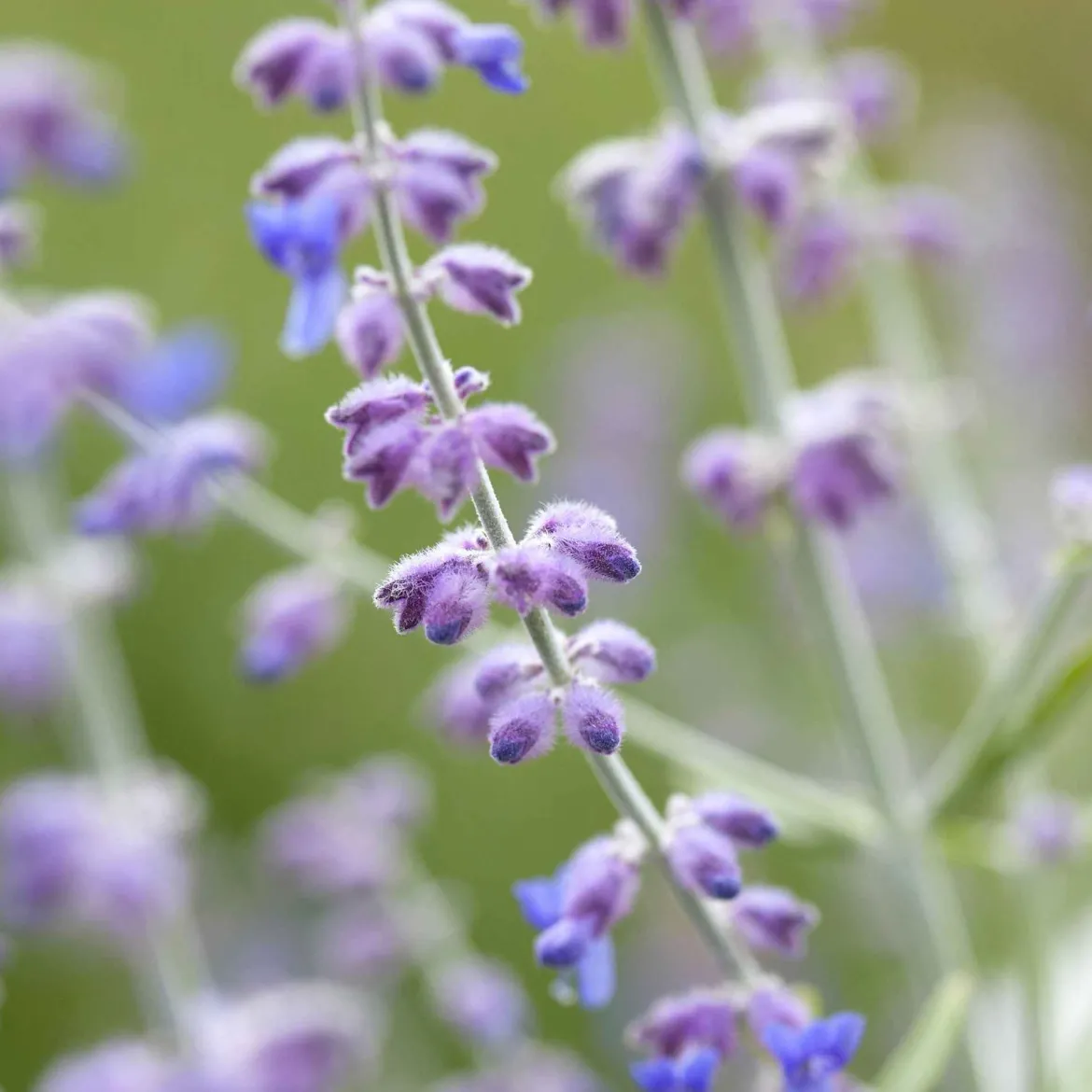 Sauge d'Afghanistan 'Blue Spire' - Un nuage bleu tout l'été
