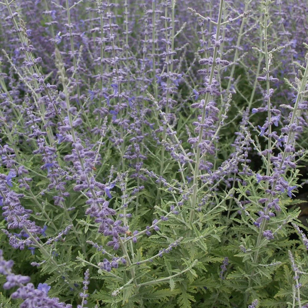 Sauge d'Afghanistan 'Blue Spire' - Un nuage bleu tout l'été
